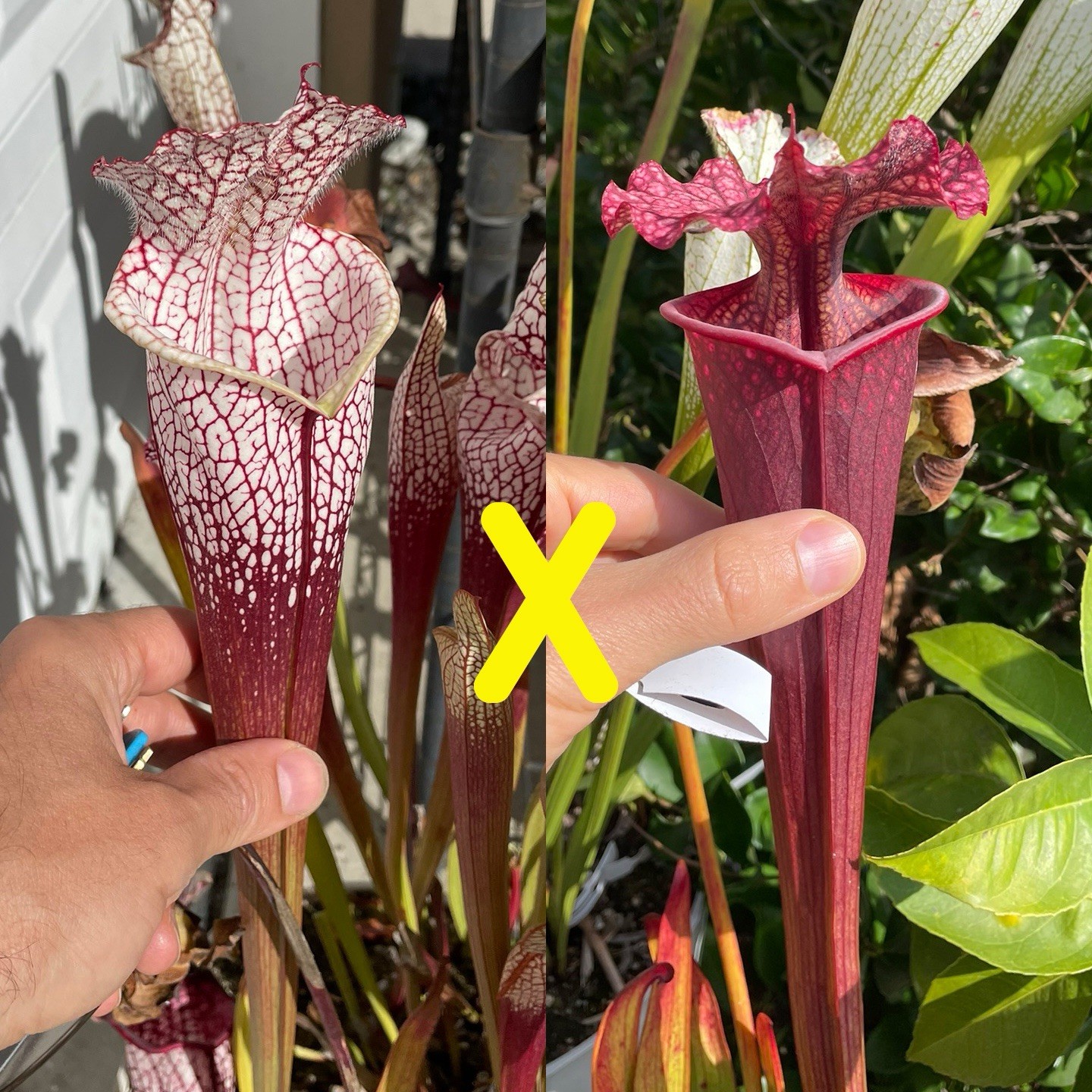 Sarracenia Seeds – Leucophylla Bright Red Covington x Wilkerson’s Red