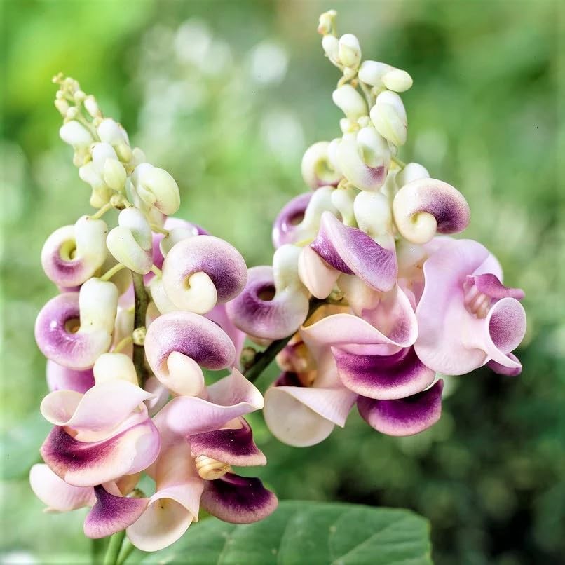 20+ Corkscrew Vine Flower Seeds for Planting Outdoors Garden-Perennial white