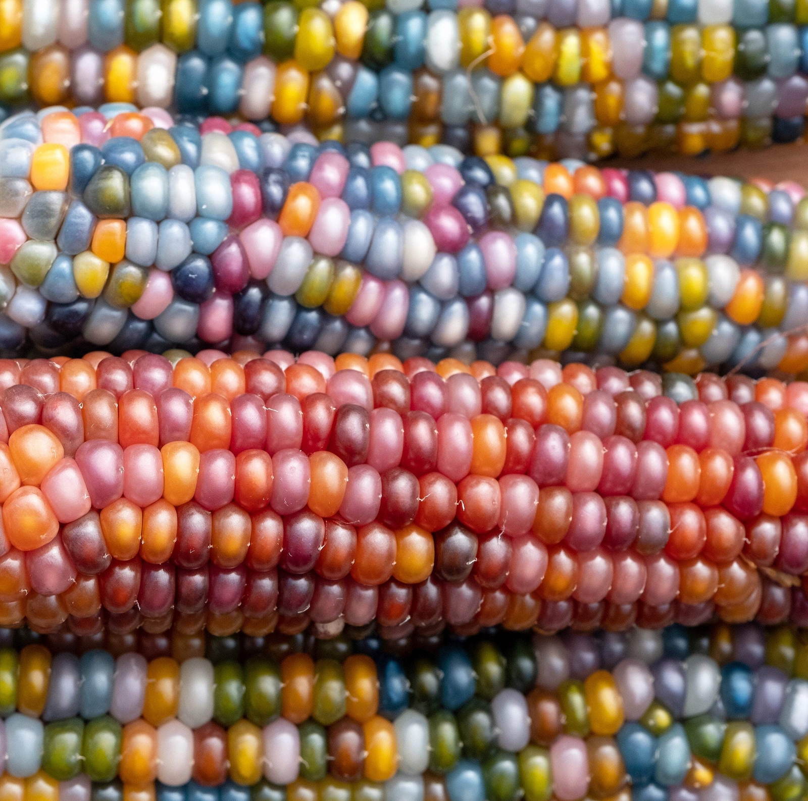 30 GLASS GEM CORN Mixed Colors Ornamental Edible Zea Mays Heirloom Veggie Seeds