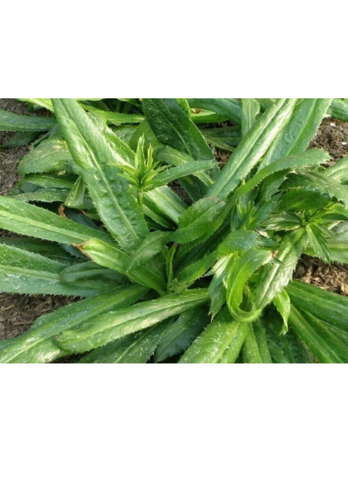 200+ CULANTRO SEEDS (THAI, VIETNAMESE NGO GAI)