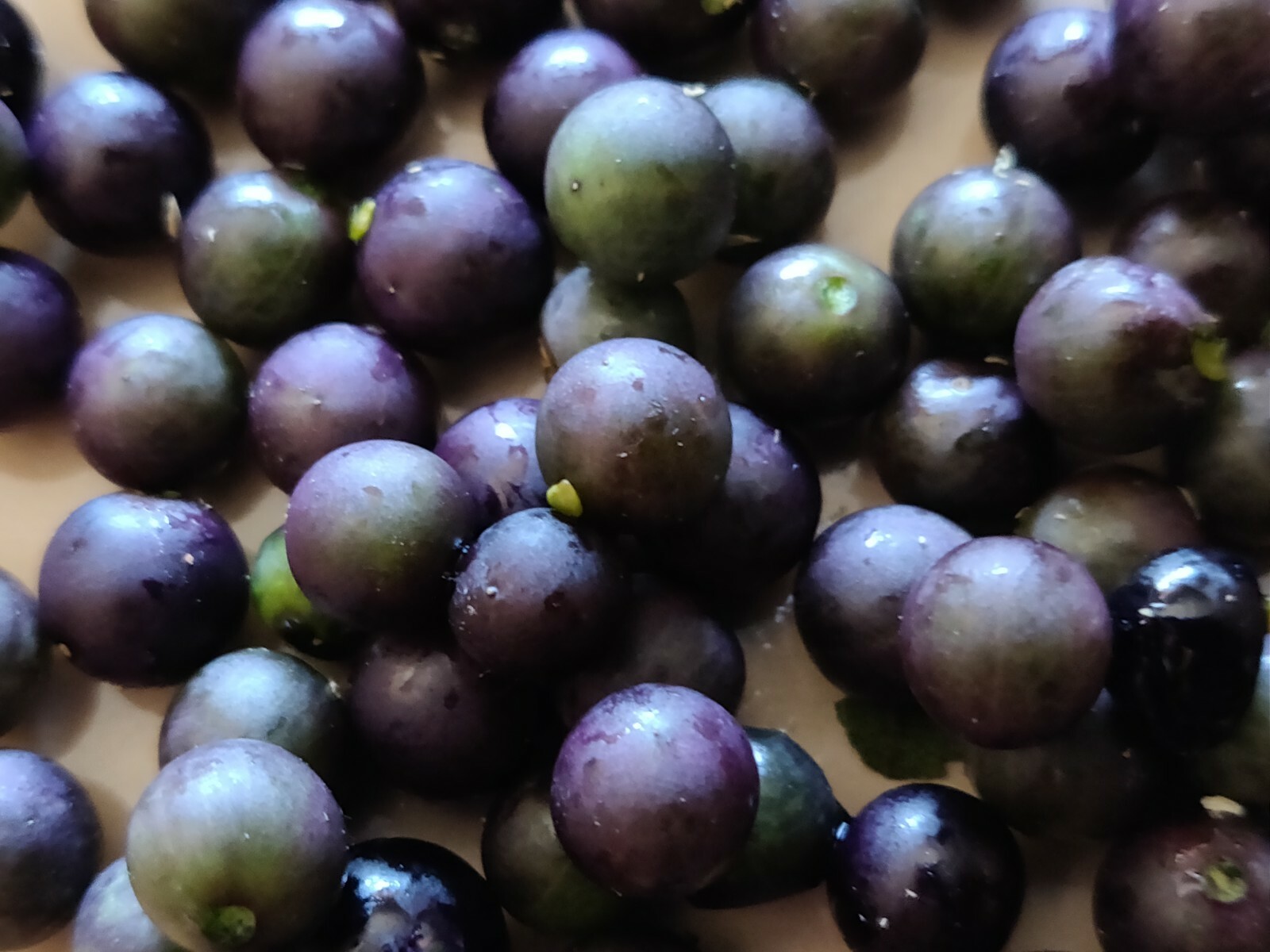 200 NIGHTSHADE SEEDS ORGANIC BLACK NIGHTSHADE 200 SEMILLAS DE HIERBA MORA MORA