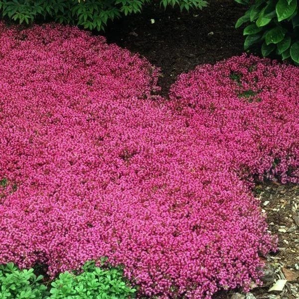20000 Red Creeping Thyme Seeds Perennial Ground Cover Plant Seeds