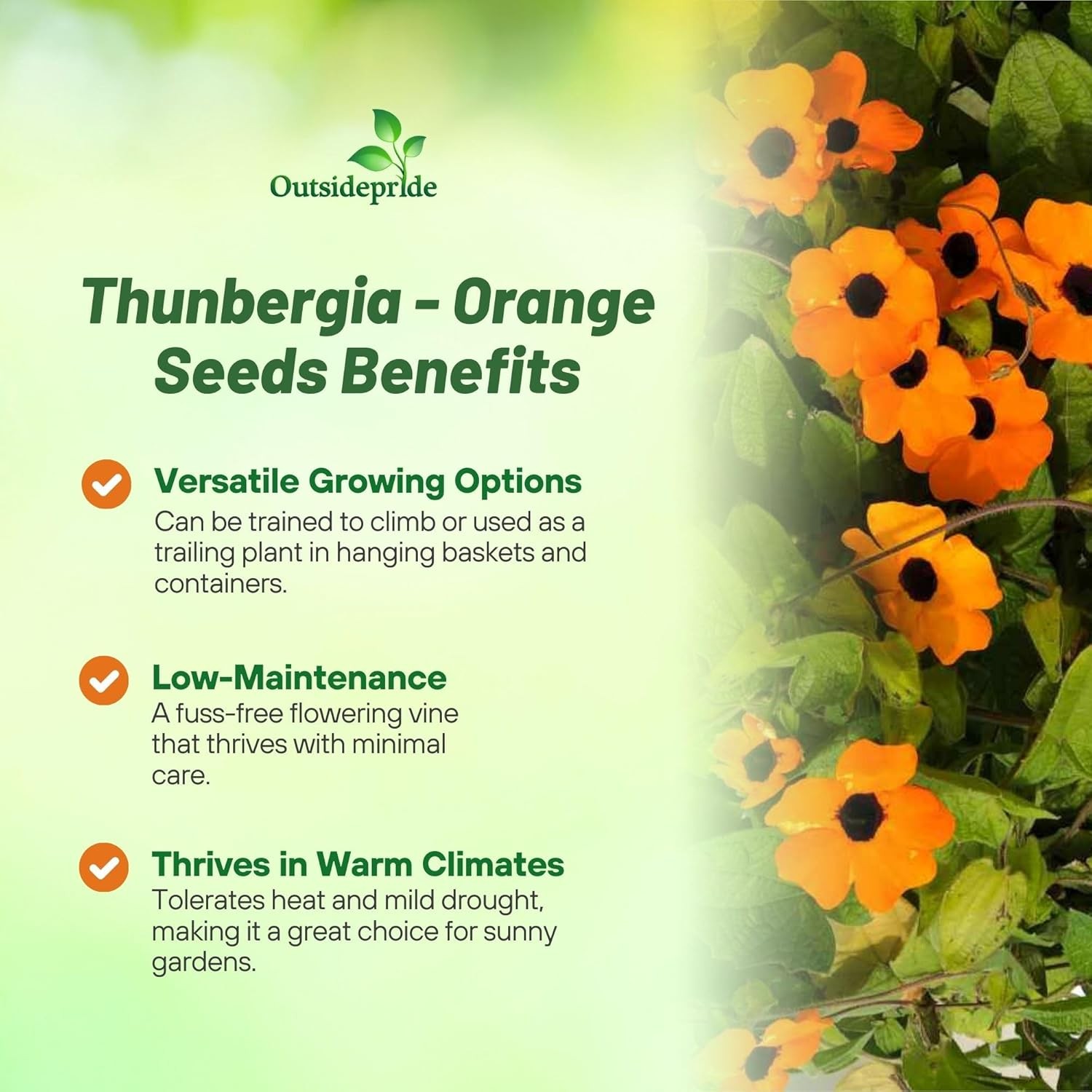 100 Seeds Orange Thunbergia Seeds For Planting – Black Eyed Susan Vine