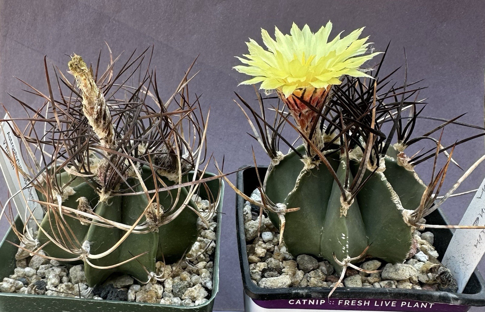 25seeds Astrophytum Capricorn V.Nudum Fresh Cactus Seeds 2025