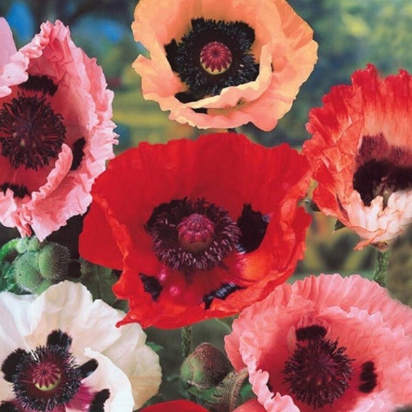 5,000+ Mixed Oriental Poppy Seeds Premium Perennial Giant Crepe-Paper Blossoms