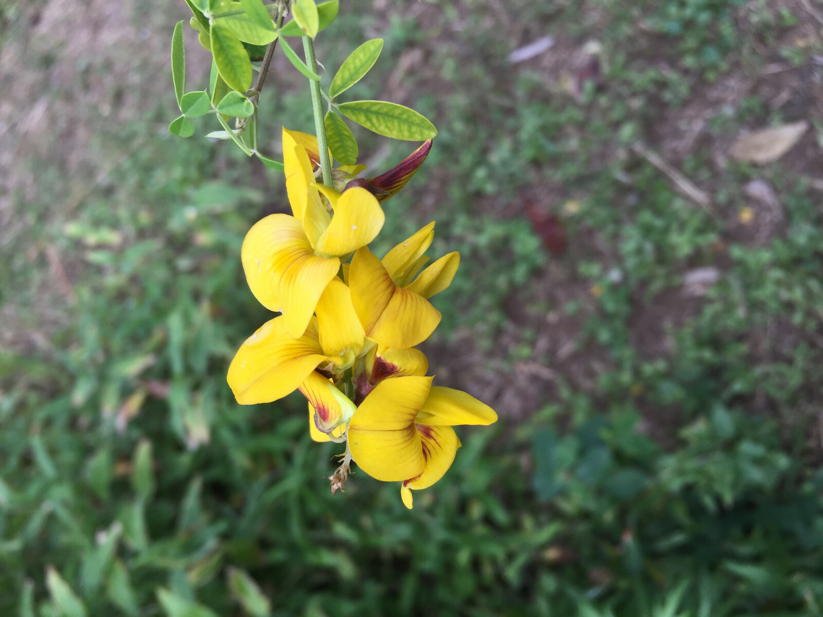 CHIPILIN Very RARE Central America Cold Hardy El Salvador 10 SEEDS