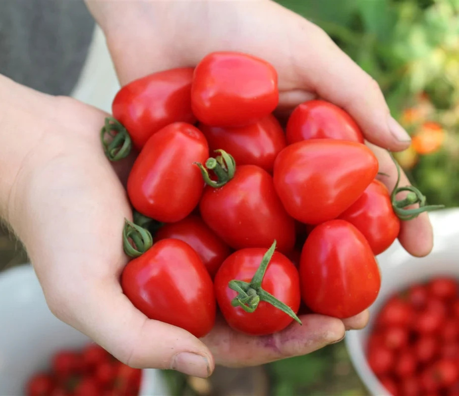 10 Sweetheart Red Cherry Tomato Fresh Seeds – FREE SHIPPING