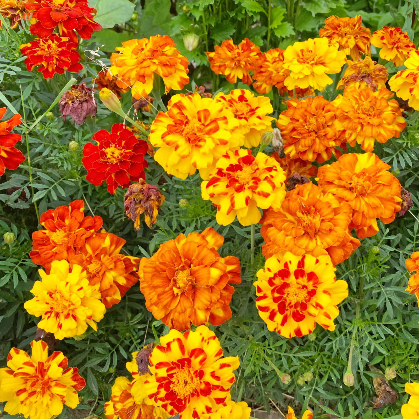 300 French Marigold Seeds: Sparky- Beautiful Orange and Yellow Blooms