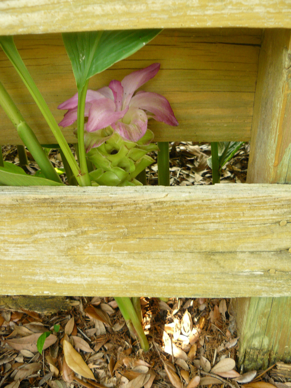 (4) Curcuma Elata Ginger Lilies -(Pine Cone Lily) Rhizomes / Beautiful Colors