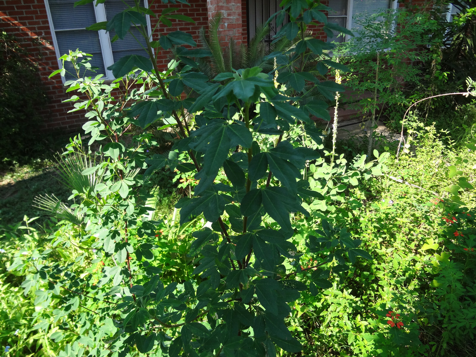 CHIPILIN Very RARE Central America Cold Hardy El Salvador 10 SEEDS