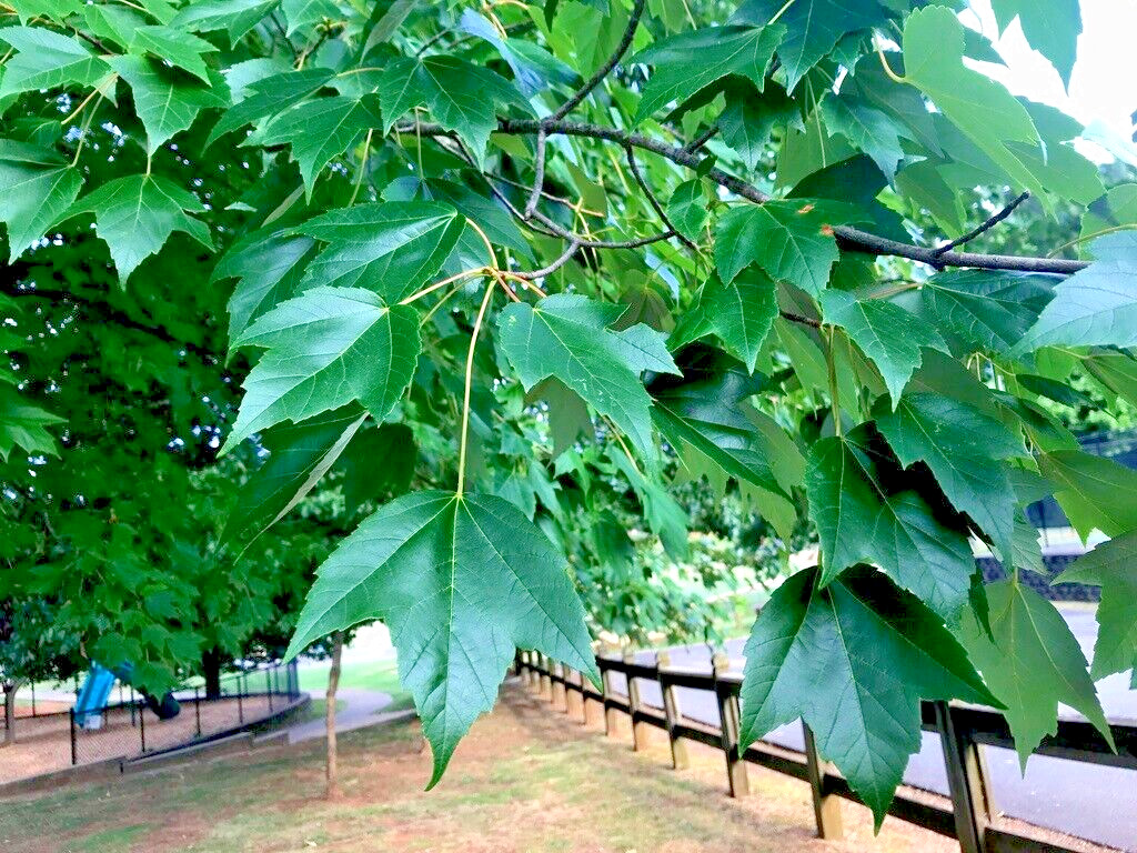 Trident Maple Tree | Premium Seeds | Acer buergerianum ‘Summer’ | Plants’®