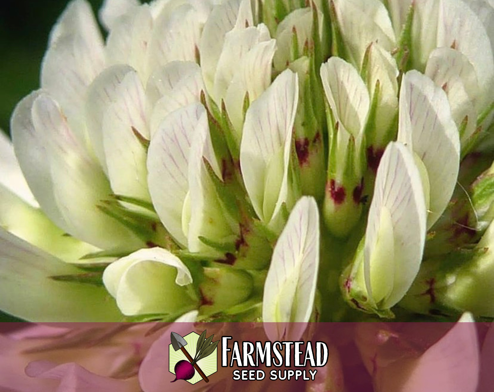 14,100+ New Zealand White Dutch Clover Seeds | Pollinator Flower Gardening