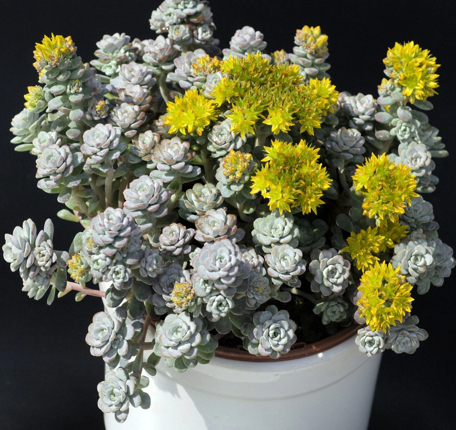 50 OREGON STONECROP Sedum Oreganum Bronze Orange Red Native Yellow Flower Seeds