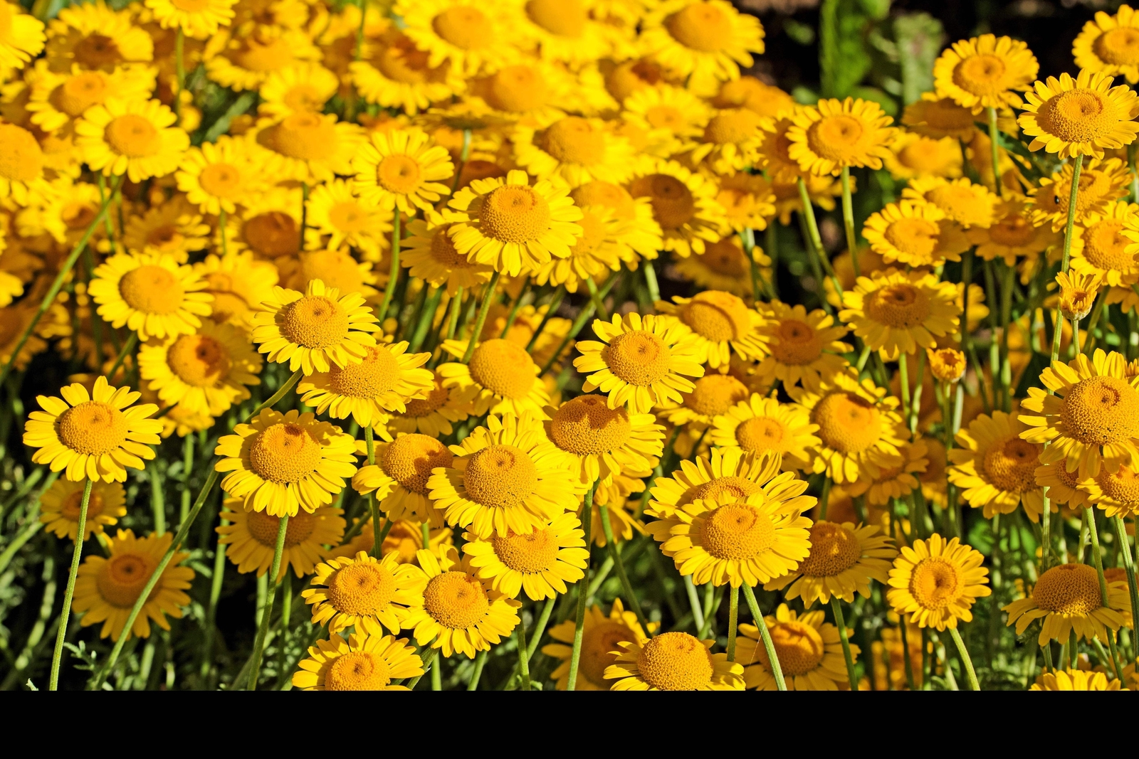 250 GOLDEN MARGUERITE DAISY Yellow Chamomile Anthemis Tinctoria Flower Seeds