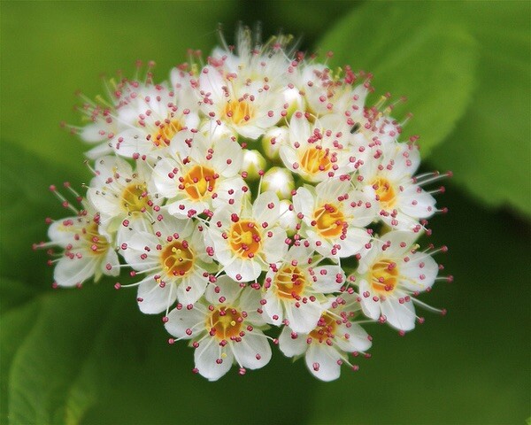 12-14″ tall Ninebark Physocarpus opulifolius 1-2 year old plant