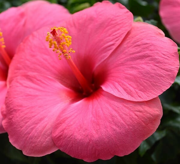 Red/Pink/White Hibiscus 100+ Seeds: Beautiful, Hardy Perennials – U.S. SELLER