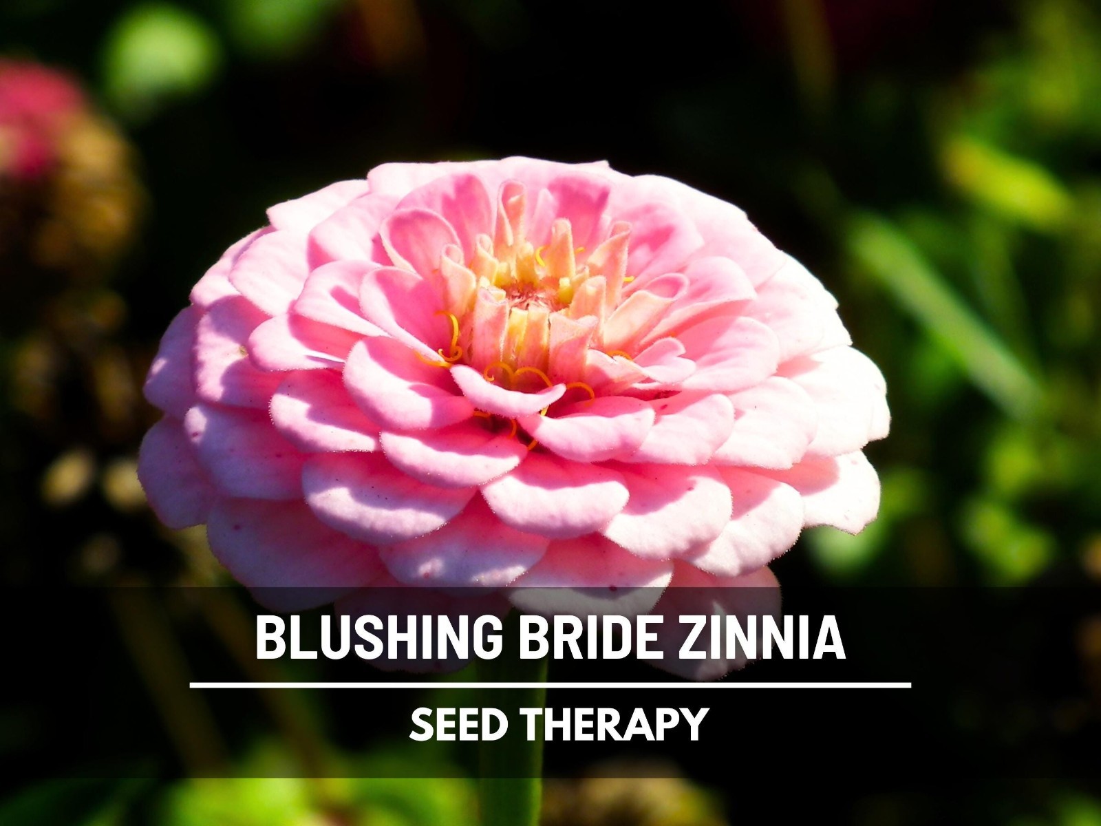 Blushing Bride Zinnia Seeds – Heirloom Flower, Large Double Blooms, White & Pink