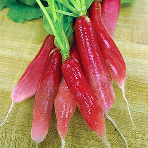 500+ China Rose Radish Seeds for Garden Planting – USA – FREE SHIPPING!