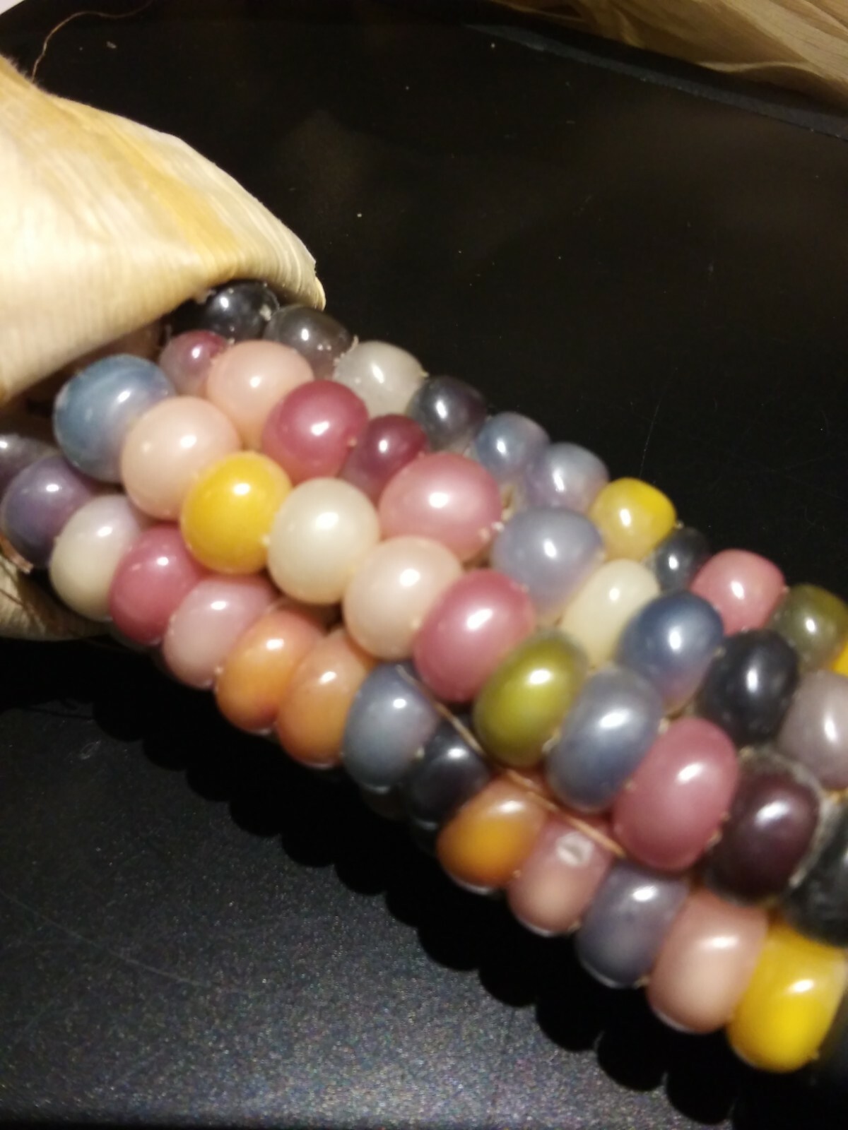 100 GLASS GEM INDIAN CORN SEEDS 2021 HARVEST