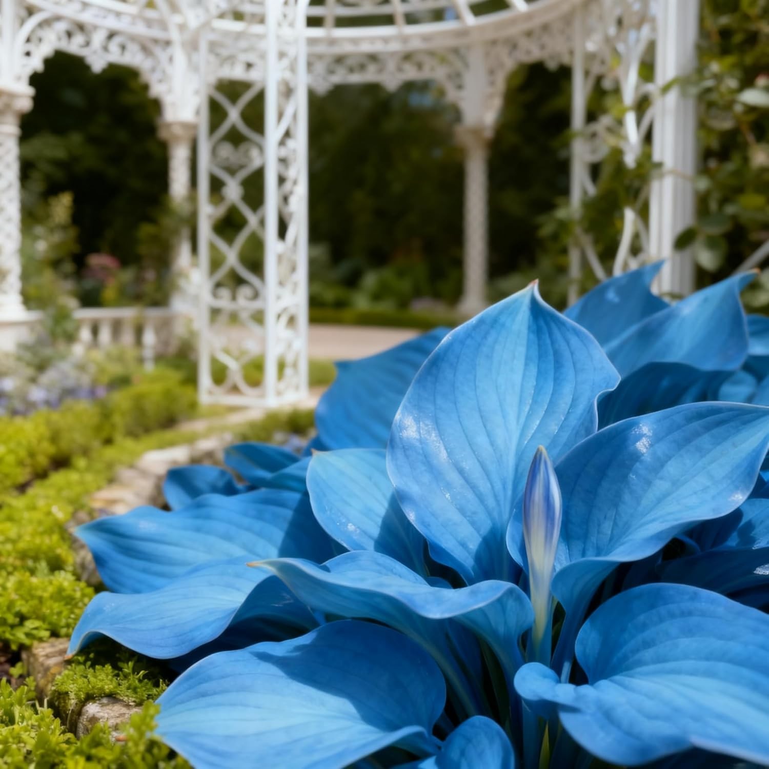 200+ Hosta Seeds for Planting, Mixed Color Perennial Hosta Seed, Attract Pollina