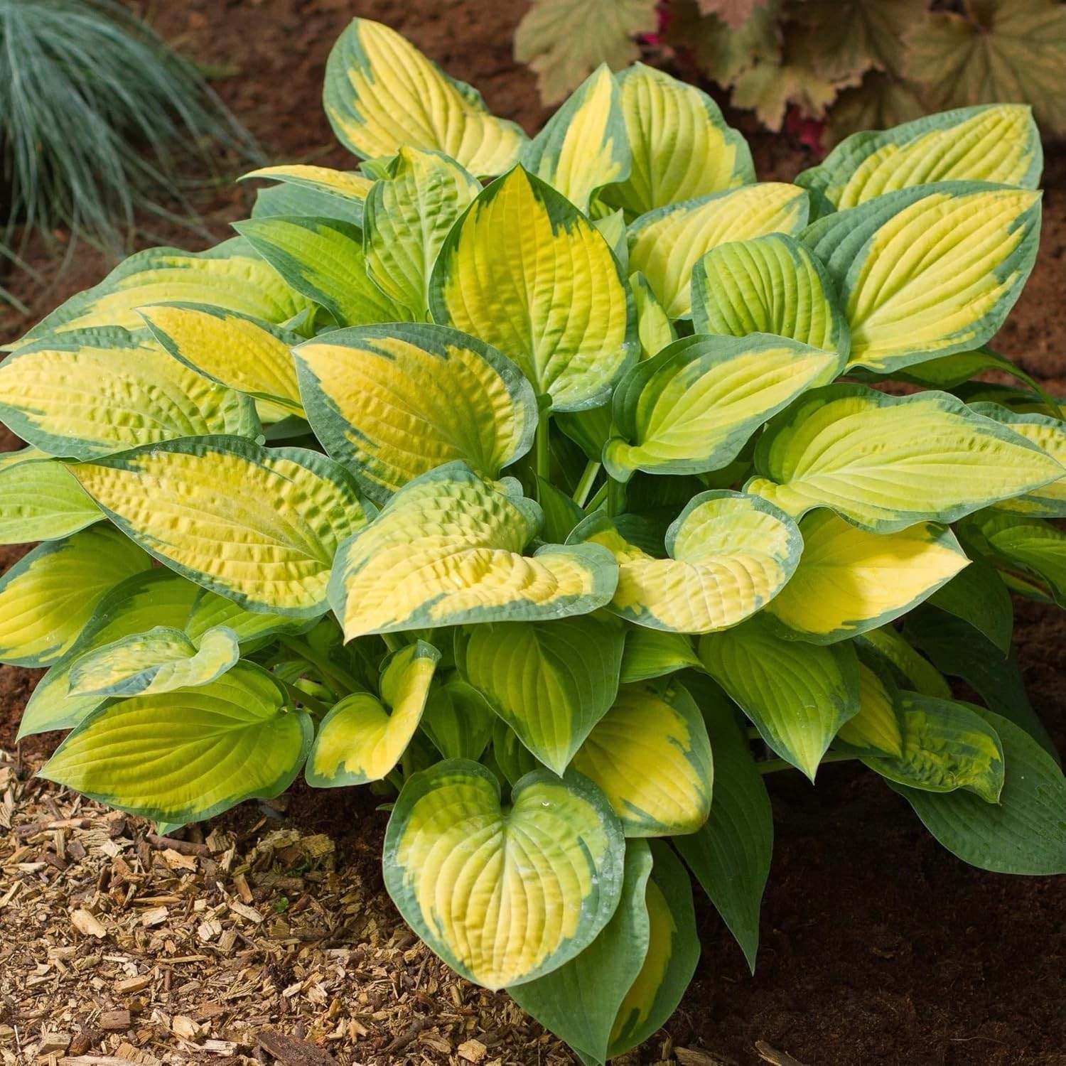 Dazzling Hosta Flower Seeds, Over 200 Perennial Seeds Perfect for Any Landscape