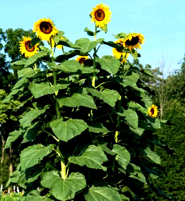 American Giant Sunflower Seeds 25+ Seeds NON-GMO BUY 4 GET FREE SHIPPING