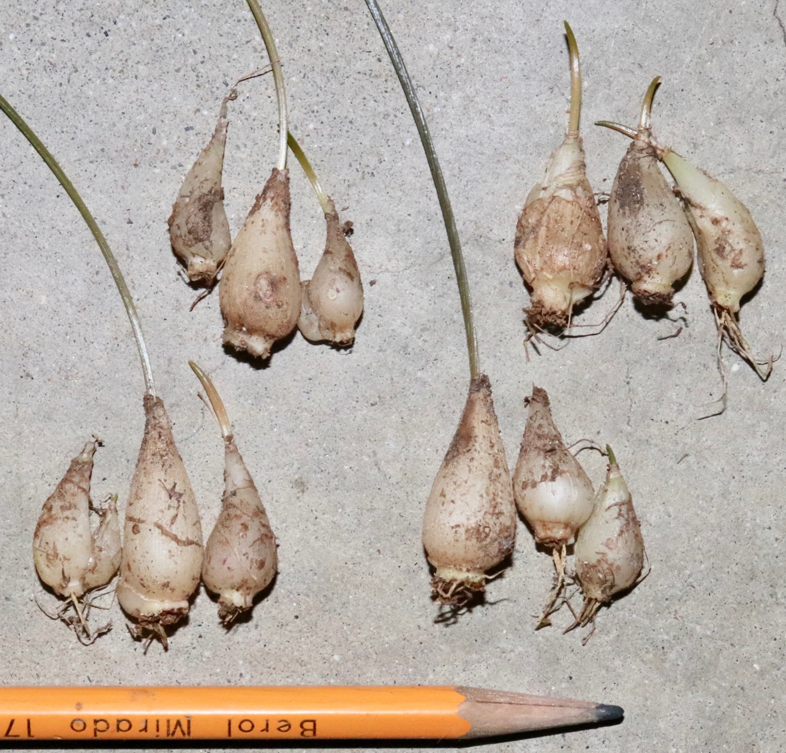 Dipcadi sp. Rare Madagascar bulb 3x