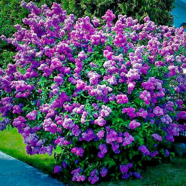20 Common Lilac Purple Flower Tree Seeds Fragrant Hardy Perennial Garden Plant