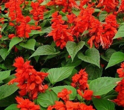 SCARLET SAGE FLOWER SEEDS 200+ SALVIA COCCINEA garden ORNAMENTAL FREE SHIPPING
