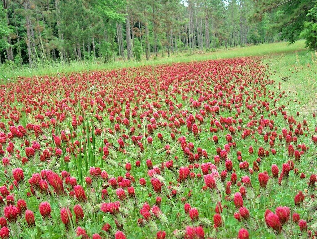 1001+CRIMSON CLOVER Seeds Groundcover Food Plot Native Wildflower Pollinators