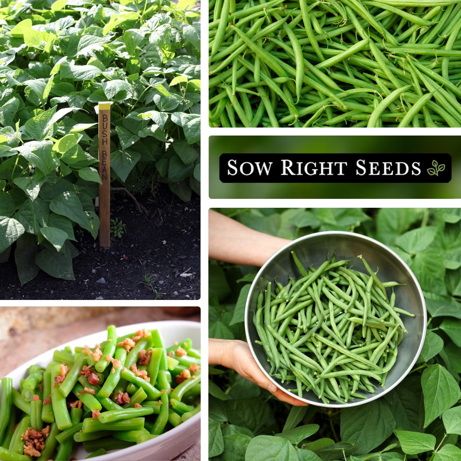 Sow Right Seeds Contender Bush Green Bean Seeds for Planting Non GMO Heirloom