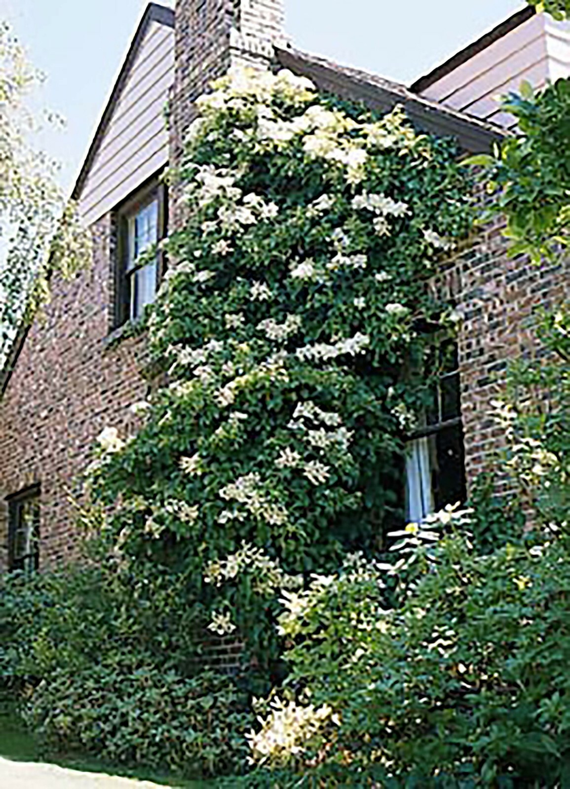 Climbing Hydrangea, Hydrangea anomala petiolaris, Vine Seeds, (Showy, Fragrant)