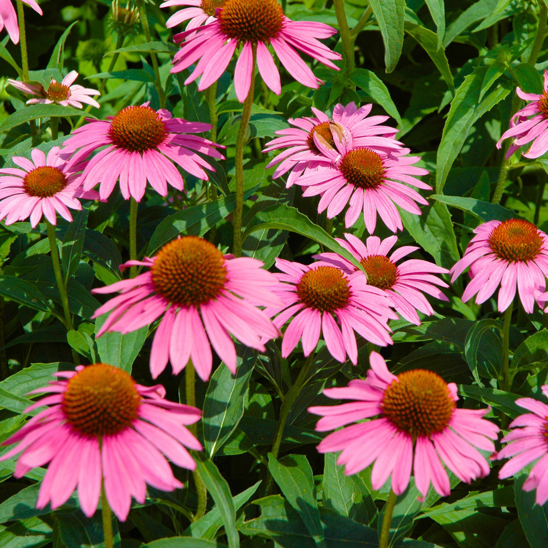 Fresh Echinacea Seeds | Purple Coneflower | Heirloom Non-GMO | Flower Seeds