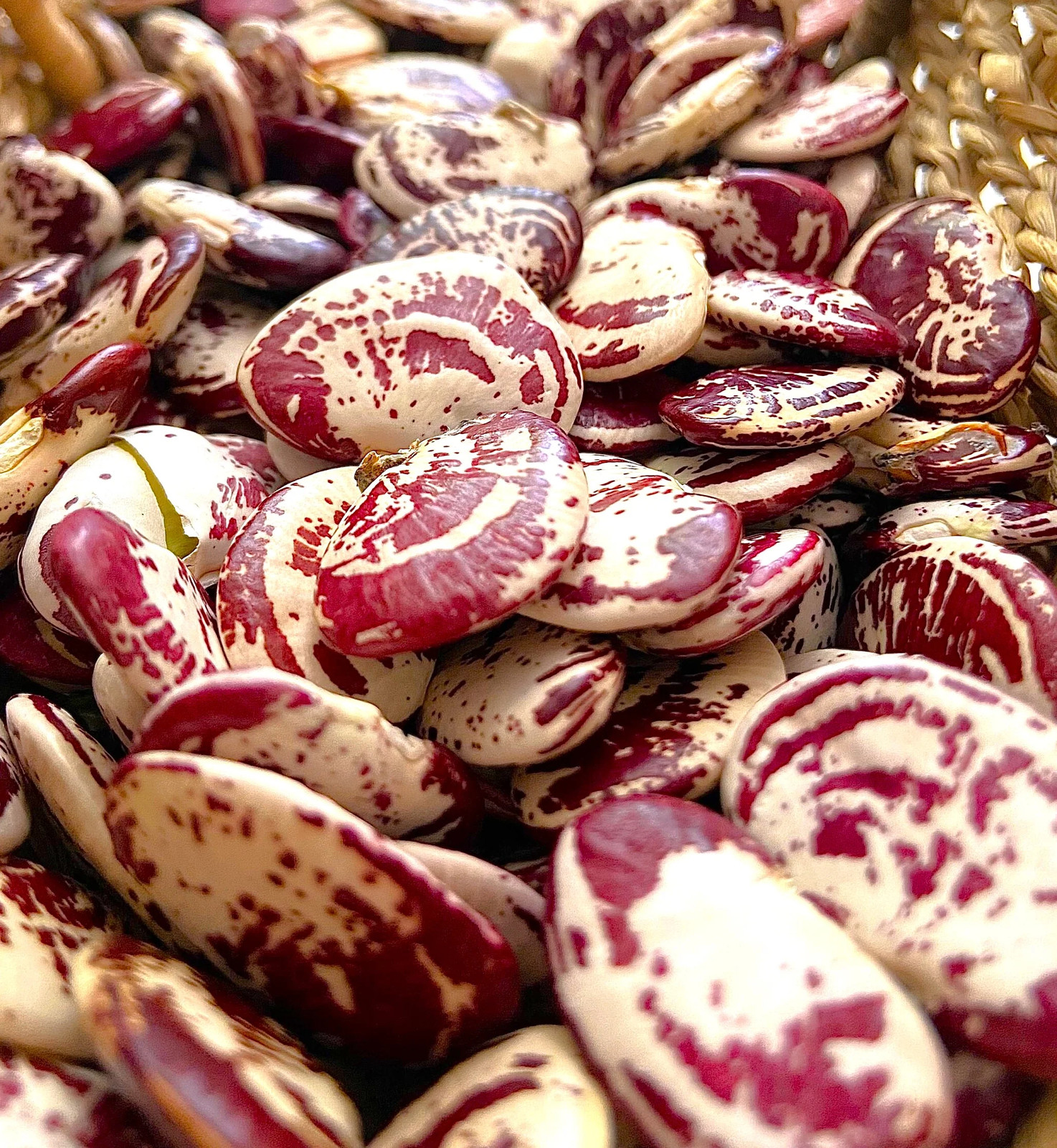 Christmas Pole Lima Bean Seeds | Heirloom Red Speckled Big Limas Beans Seed 2025