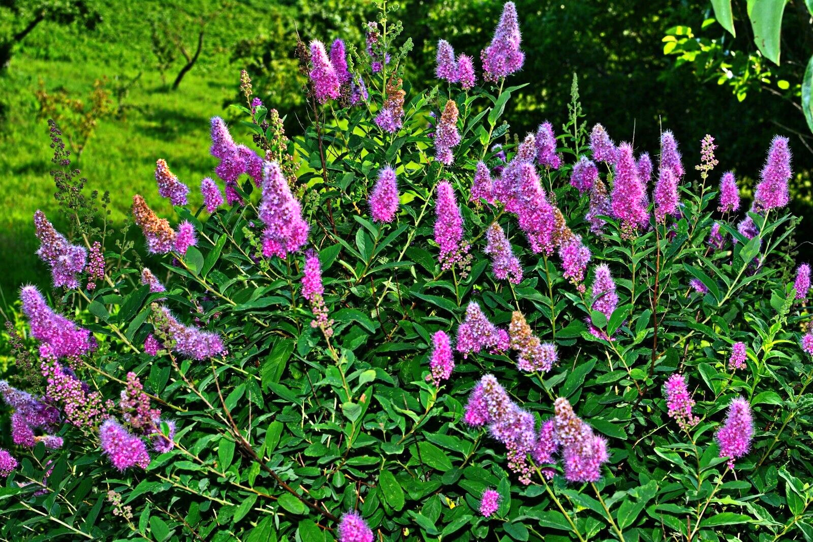 SPIRAEA DOUGLASII, 1000 SEEDS. WESTERN SPIREA, STEEPLE BUSH, WILDFLOWER