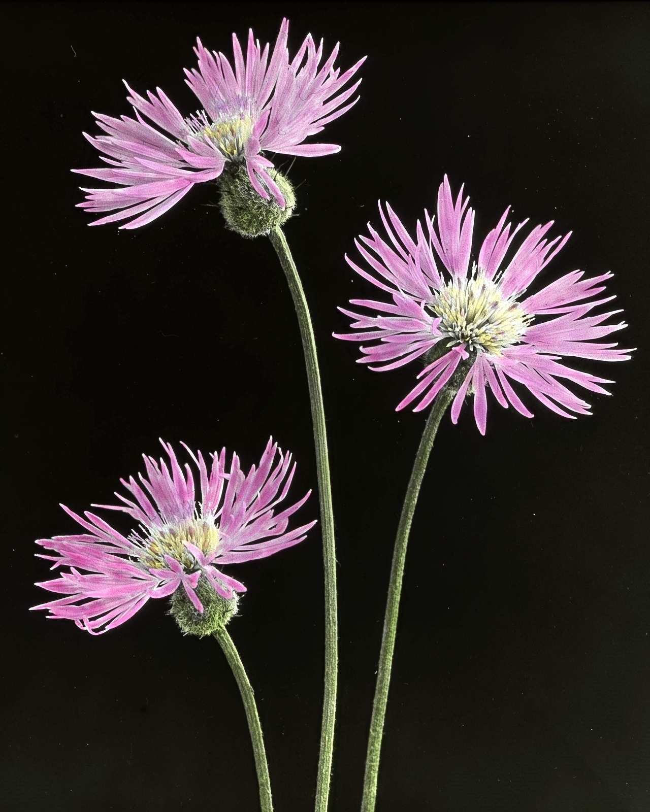 500 MIXED SWEET SULTAN Imperialis Mix Amberboa Moschata Centaurea Flower Seeds