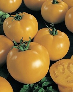 Tomato Sunny Boy 250 seeds