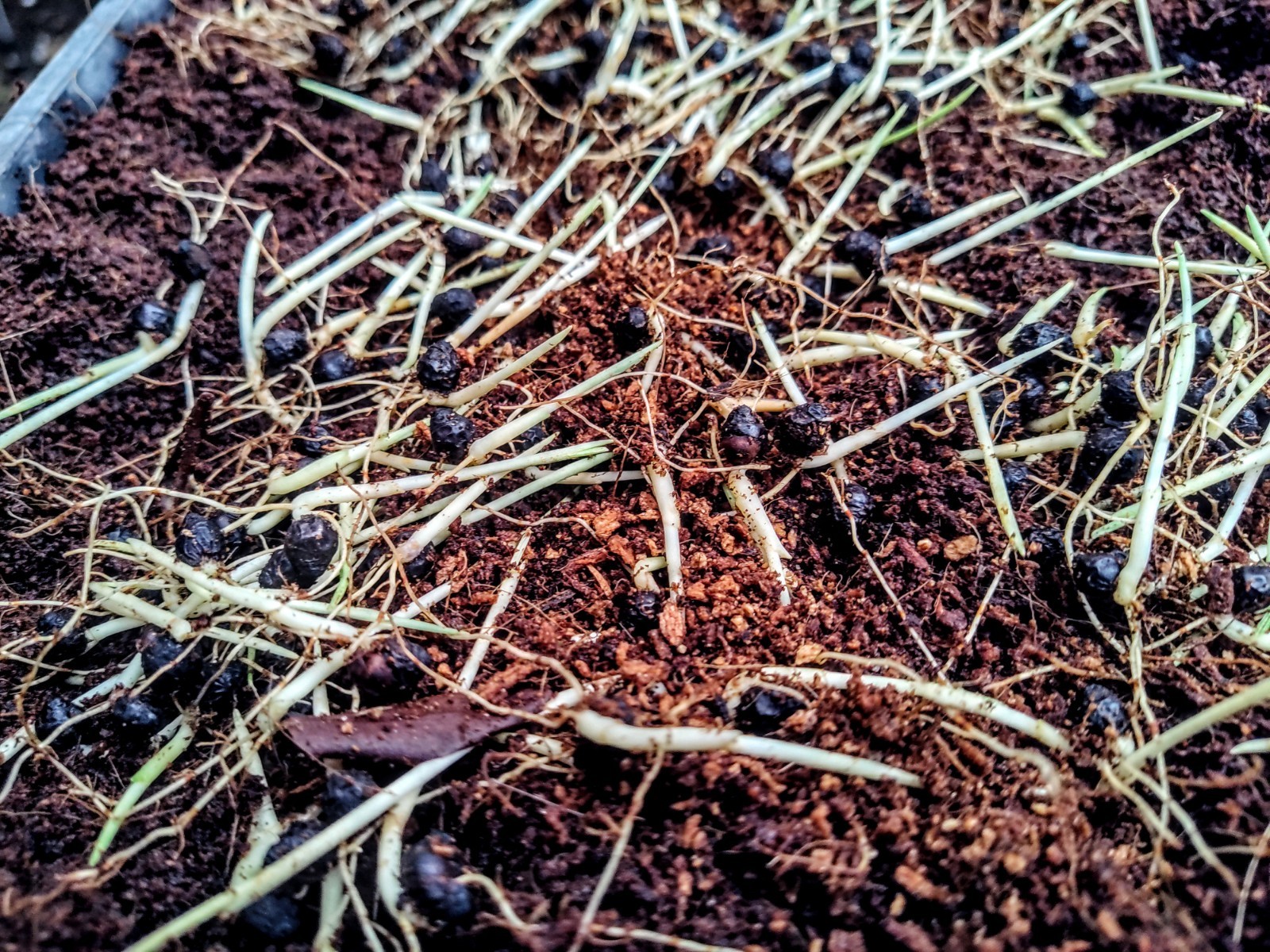 8-RED SEALING WAX PALM SEEDLINGS (Cyrtostachys renda)