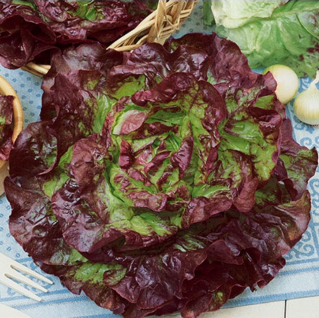 Carmona Red Lettuce Seeds (100) / Heirloom / Disease Resistant / Cold Tolerant