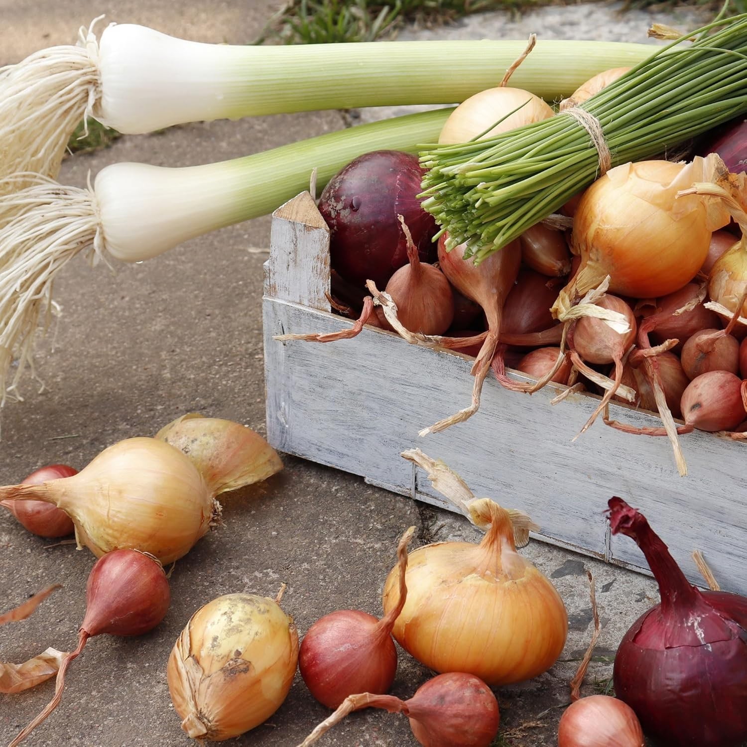 High Germination 50+ Count Mixed Onion Set – Red, Yellow & White Varieties