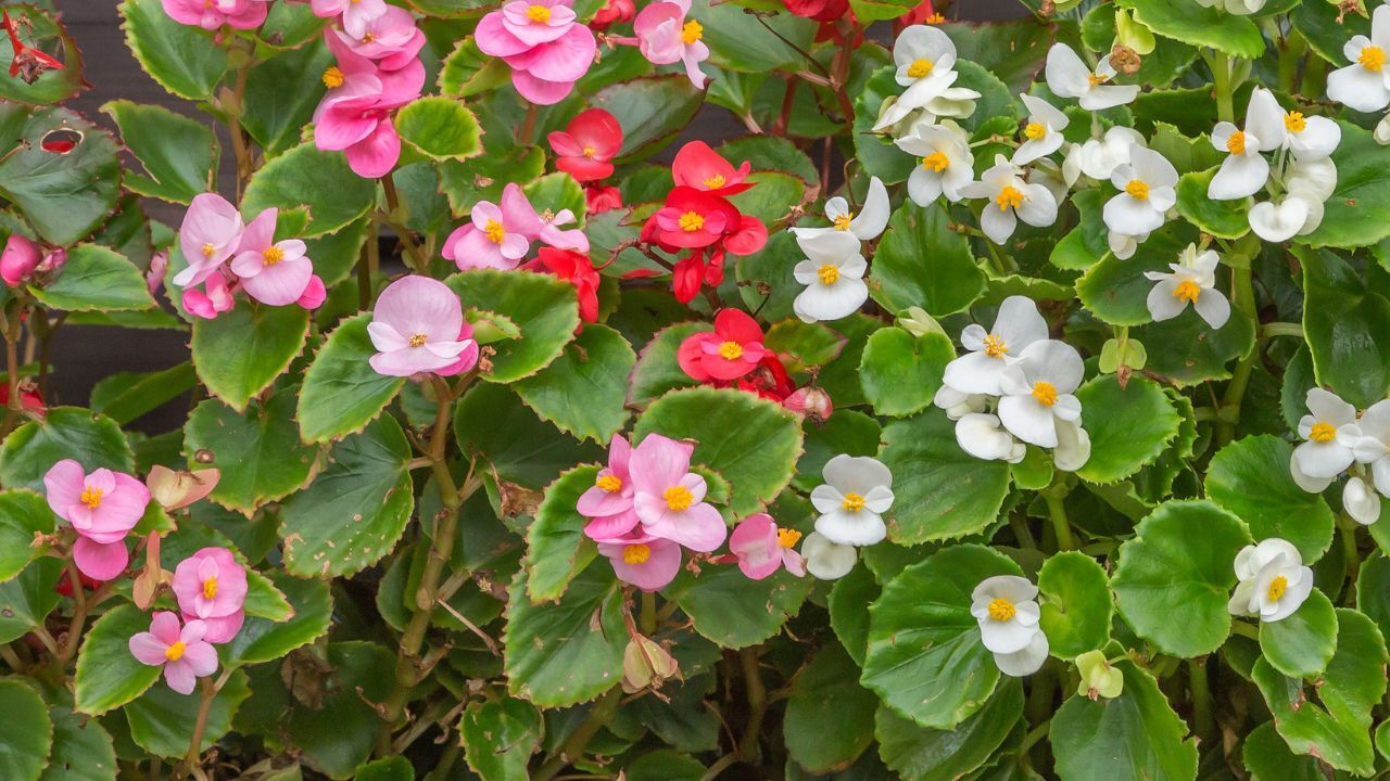 Packet Begonia Seeds – Fragrant – 45 Seeds