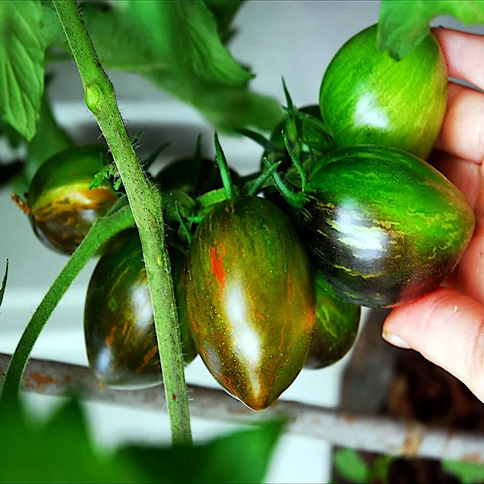 Brad’s Atomic Grape Tomato Seeds (Solanum lycopersicum) RARE Heirloom NON GMO