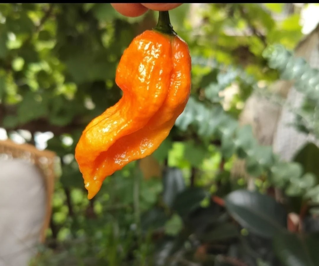 SUPERHOT!- Variety Pack – Over 200! Seeds – One Dozen Different Hot Varieties.