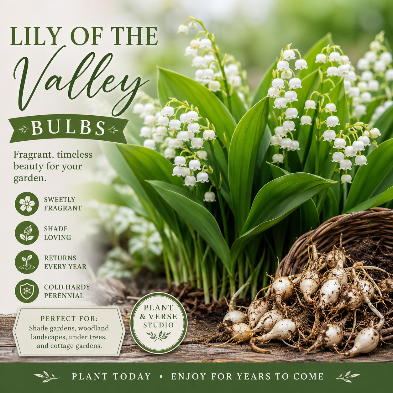 Lily of the Valley Bulbs Convallaria Majalis Fragrant White Spring Perennial