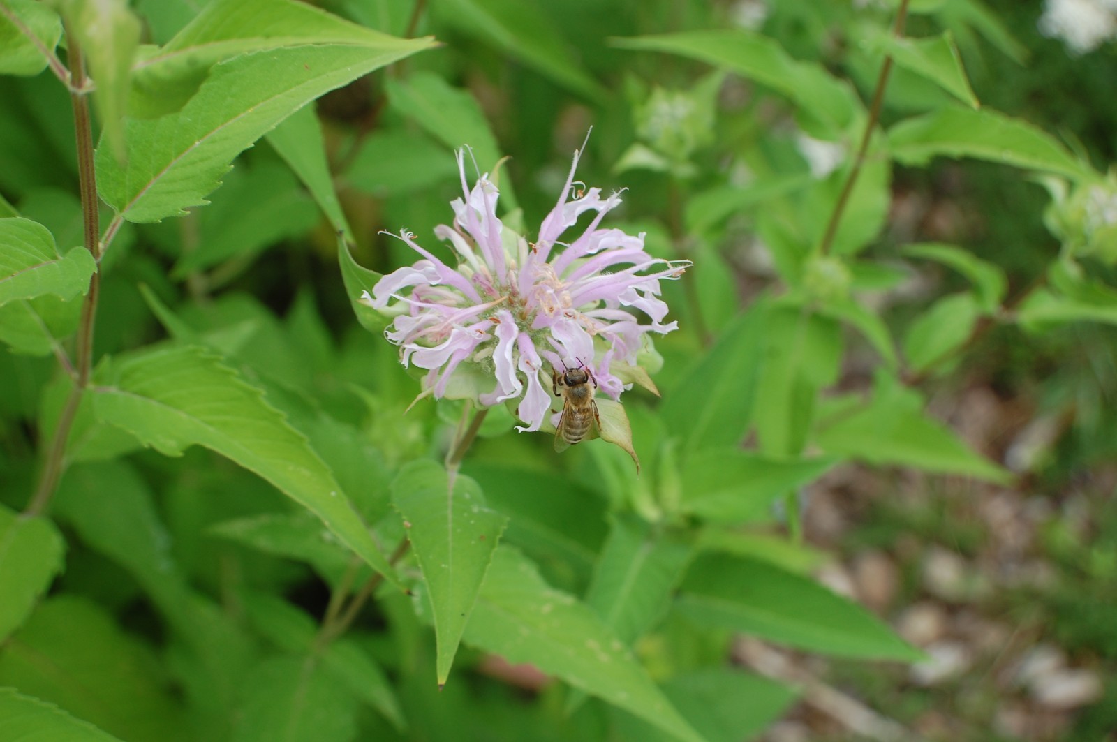 Wild Pink Bee Balm Seeds/Monarda fistulosa/1 gram +/Native US Plant/Medicinal/