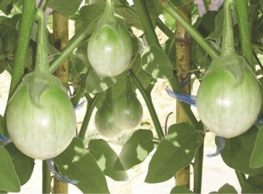 Thai Chao Praya Eggplant Seeds