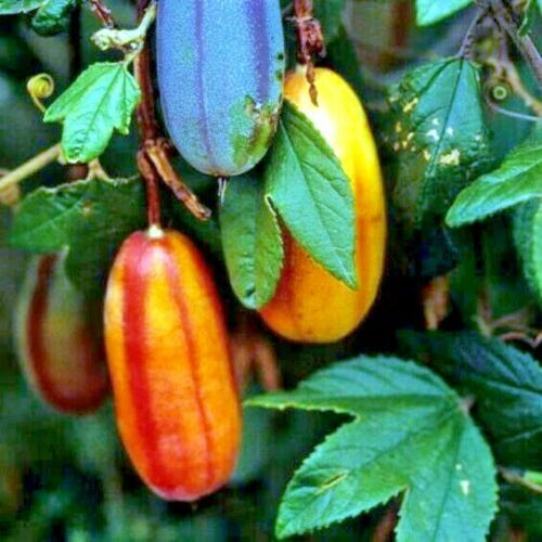 20 BANANA PASSIONFRUIT SEEDS (Passiflora Mollissima) Fast Flower Vine Plant RARE