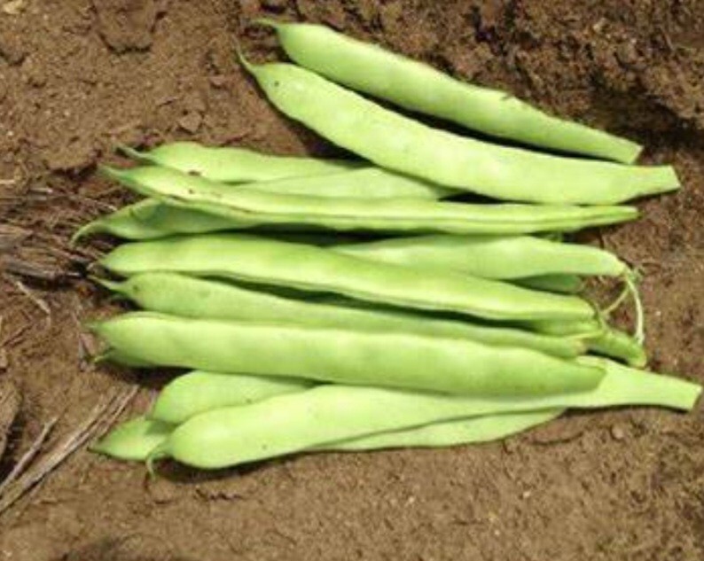 1/2 Pound Navajo Bean Seed (Approximately 400 seed)