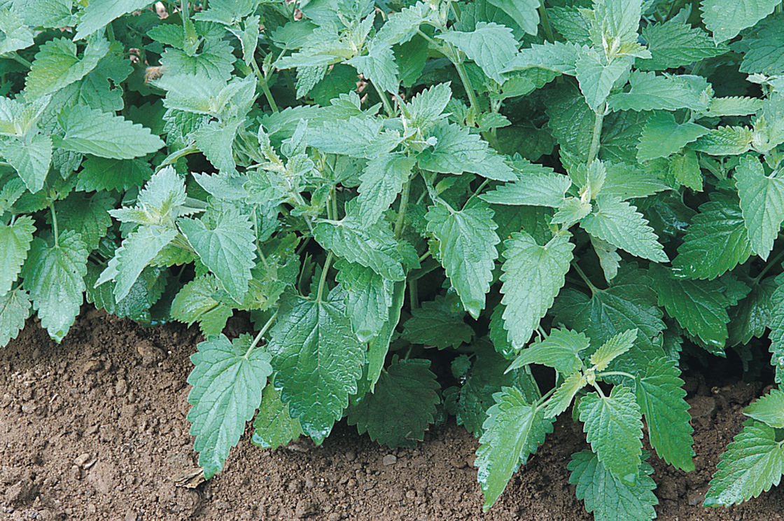 501+CATNIP Seeds Cat Sedative Herbal Drought Poor Soils Organic Container/Garden