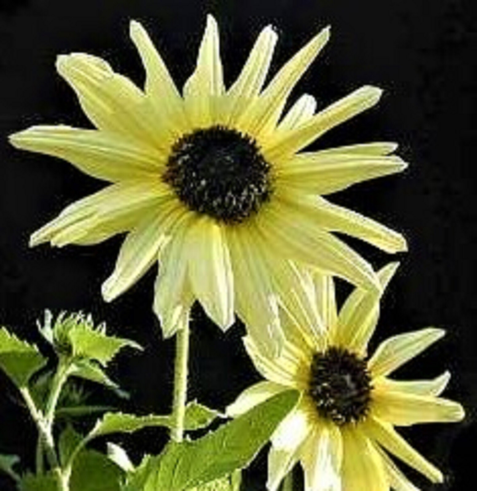 BEAUTIFUL Sunflower Seeds Italian White 80+ Seeds BUY 4 GET FREE SHIPPING